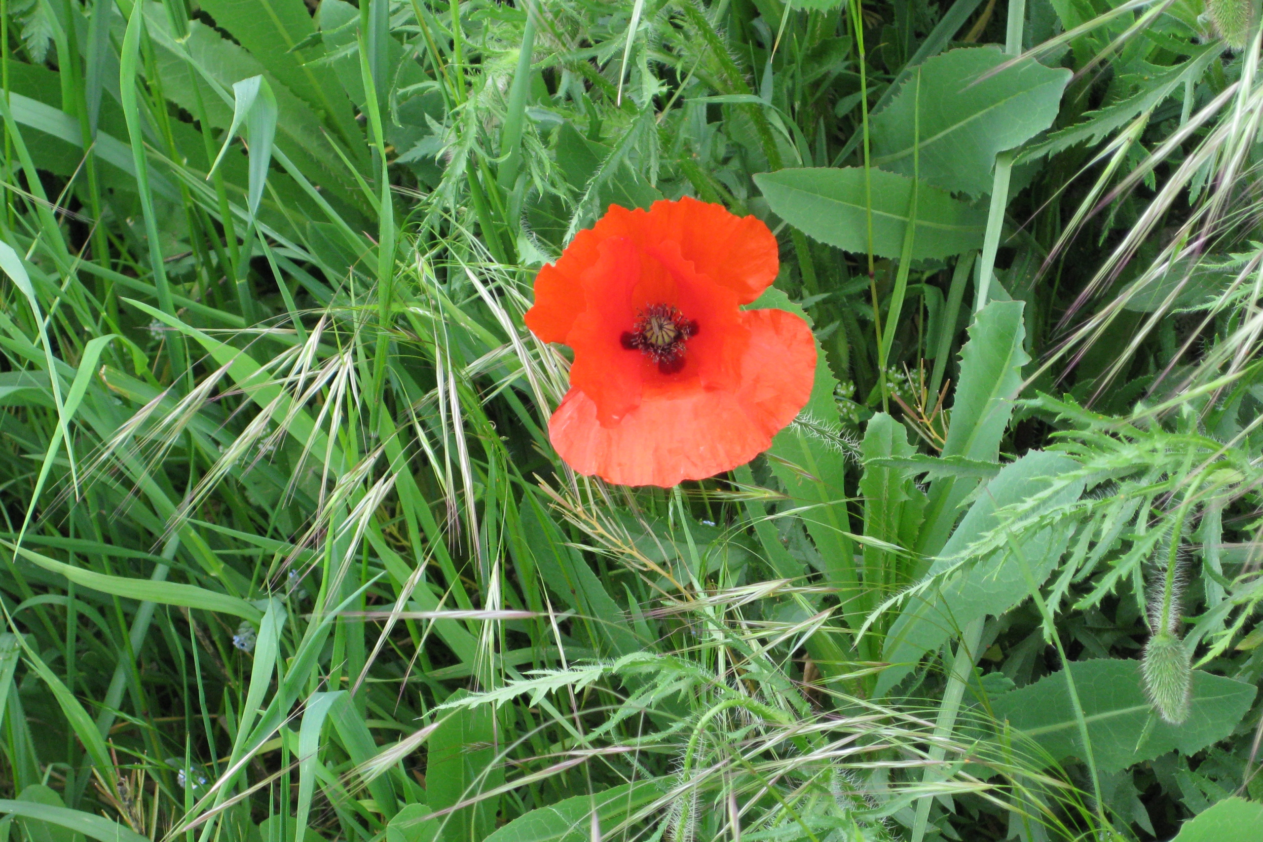 poppy flower